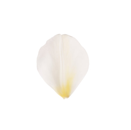 Beautiful fresh tulip petal isolated on whiteの写真素材