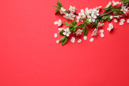 Cherry tree branch with beautiful blossoms on red background, flat lay. Space for textの写真素材