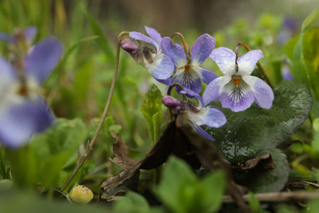 Beautiful wild violets blooming in the forest. spring flowers