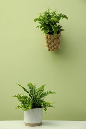Beautiful fresh potted ferns near green wallの写真素材
