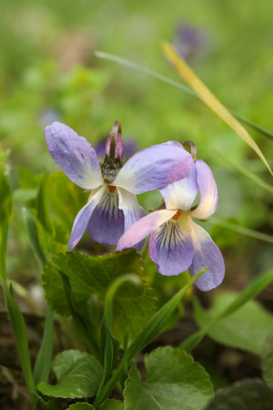 Beautiful wild violets blooming in the forest. spring flowersの写真素材