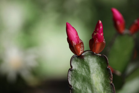 Beautiful Schlumbergera (Christmas or Thanksgiving cactus) against blurred background, closeup. Space for textの写真素材