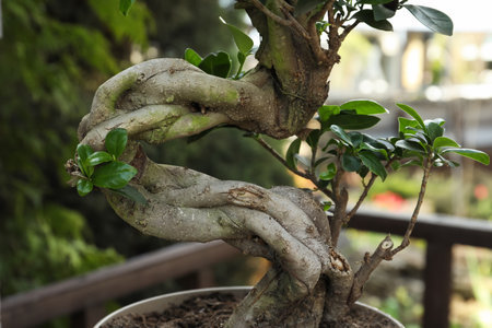 Beautiful potted Bonsai tree in garden, closeup. landscape designの写真素材