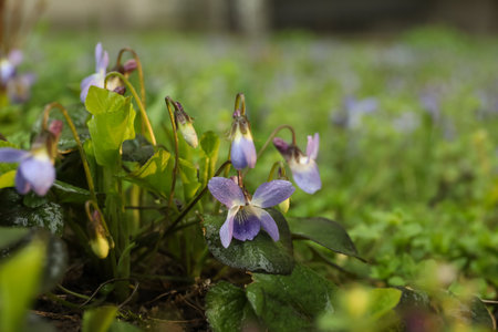 Beautiful wild violets blooming in the forest. spring flowersの写真素材