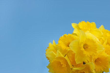 Beautiful daffodils on blue background, space for text. Fresh spring flowersの写真素材