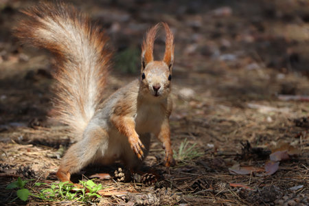 Cute red squirrel on the ground in the forestの写真素材