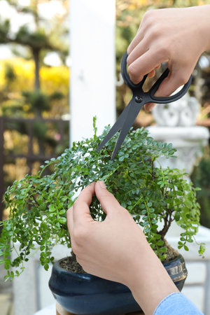 Woman cutting beautiful Bonsai tree outdoors, closeupの写真素材