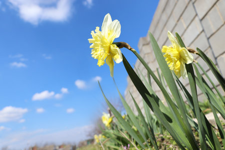 Beautiful daffodils growing in garden on sunny day. Space for textの写真素材