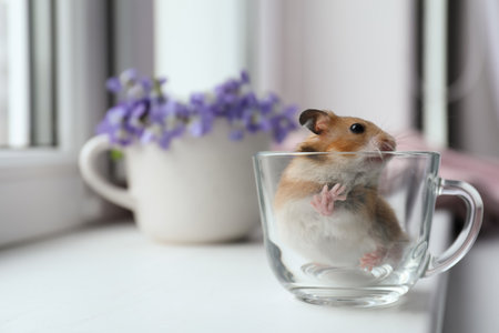Adorable hamster in glass cup on window sill indoors. Space for textの写真素材
