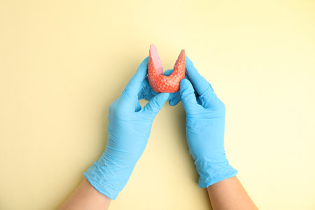 Doctor holding plastic model of healthy thyroid on beige background, top viewの写真素材