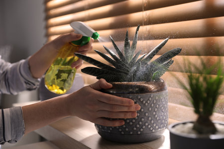 Woman spraying beautiful potted plant on window sill, closeup. floral house decorの写真素材