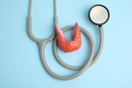 Plastic model of healthy thyroid and stethoscope on light blue background, flat layの写真素材