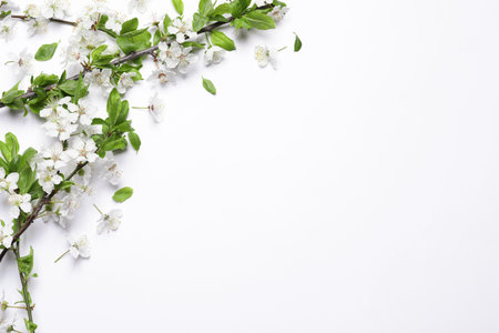 Cherry tree branches with beautiful blossoms on white background, flat lay. Space for textの写真素材