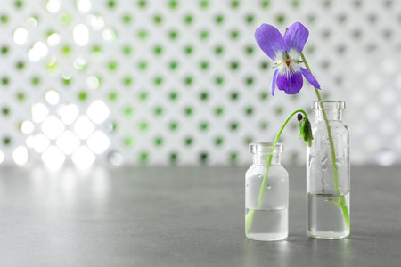 Beautiful wood violets on gray table, space for text. spring flowersの写真素材