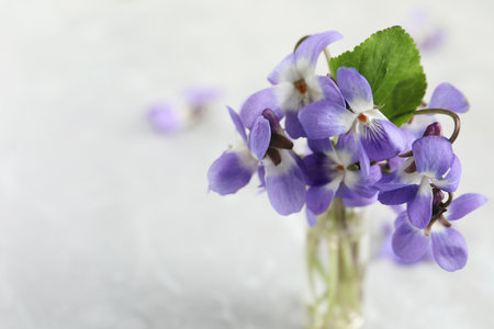 Beautiful wood violets on white table, space for text. spring flowersの写真素材