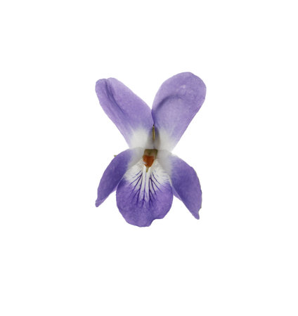 Beautiful wood violet on white background. spring flowerの写真素材