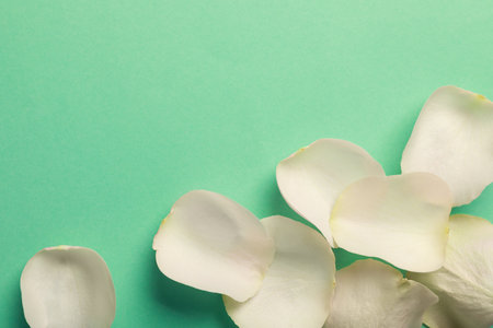 Beautiful white petals on green background, flat lay. Space for textの写真素材