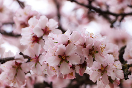 Delicate spring pink cherry blossoms on tree outdoors, closeupの写真素材