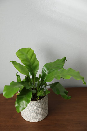 Beautiful fresh potted fern on wooden table. Space for textの写真素材