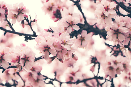 Delicate spring pink cherry blossoms on tree outdoors, closeupの写真素材