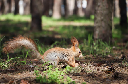 Cute red squirrel on the ground in the forestの写真素材