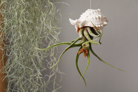 Tillandsia plants in seashell hanging on gray background. house decorの写真素材
