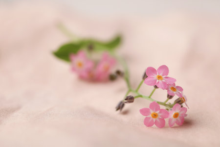 Beautiful Forget-me-not flowers on parchment, closeup. Space for textの写真素材