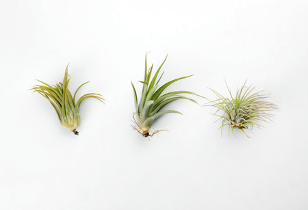 Beautiful tillandsias on white background, flat lay. exotic houseplantsの写真素材