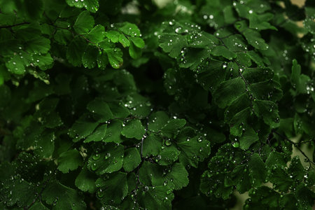 Green leaves with small water drops, closeupの写真素材