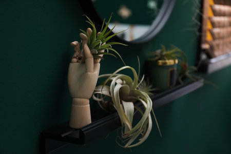 Beautiful tillandsia plants and mannequin hand on shelf indoors, space for text. house decorの写真素材