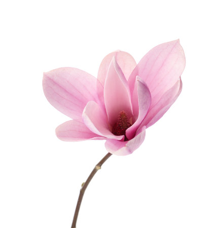 Beautiful delicate magnolia flower isolated on whiteの写真素材