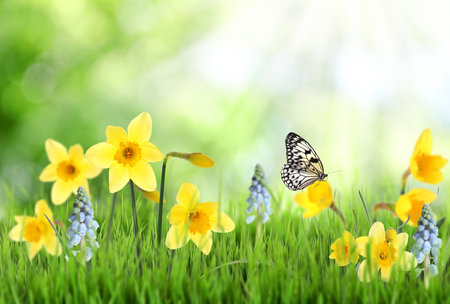 Beautiful blooming yellow daffodils outdoors on sunny dayの写真素材