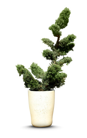 Beautiful bonsai tree in pot isolated on whiteの写真素材
