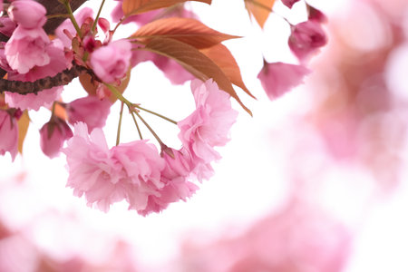 Beautiful blossoming sakura outdoors on spring day, closeupの写真素材