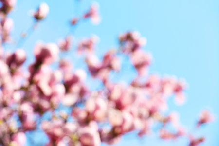 Blurred view of beautiful tree with pink blossom outdoors. bokeh effectの写真素材