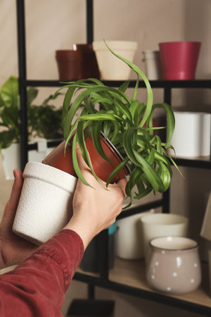 Woman putting houseplant into new pot indoors, closeupの写真素材