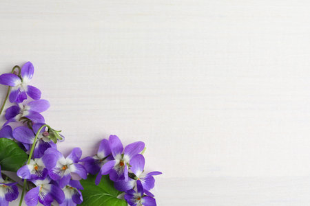 Beautiful wild violets and space for text on white wooden table, flat lay. spring flowersの写真素材