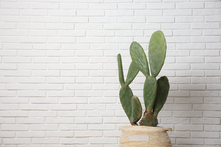 Beautiful potted cactus near white brick wall, space for text. interior designの写真素材