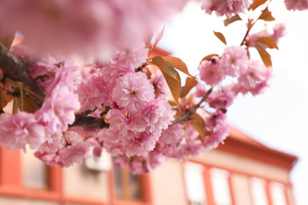 Beautiful blooming sakura outdoors on sunny spring day, closeupの写真素材