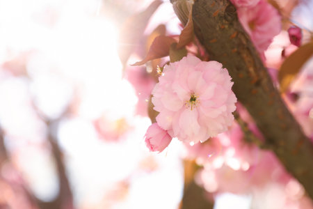Delicate spring pink cherry blossoms on tree outdoors, closeup. Space for textの写真素材