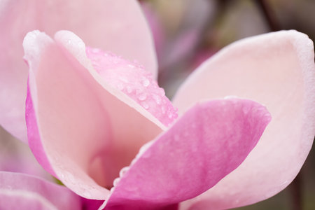 Beautiful magnolia flower with water drops outdoors, closeup. spring blossomの写真素材