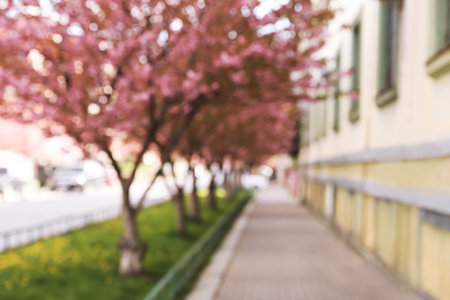 Blurred view of alley with beautiful blossoming sakura trees. bokeh effectの写真素材