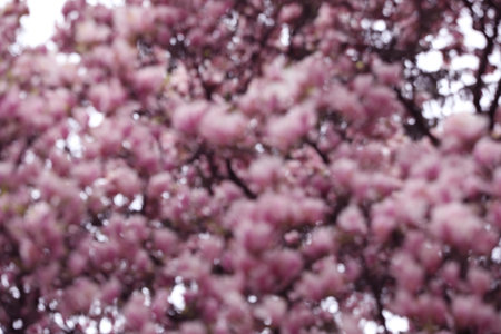 Blurred view of beautiful blossoming sakura outdoors. bokeh effectの写真素材