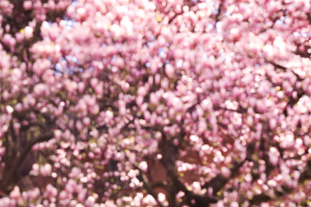 Blurred view of beautiful tree with pink blossom outdoors. bokeh effectの写真素材