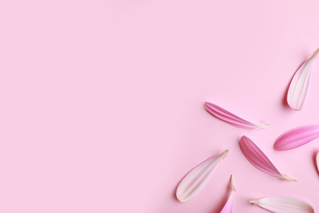 Beautiful fresh gerbera petals on pink background, flat lay. Space for textの写真素材