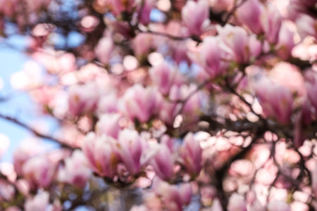 Blurred view of beautiful tree with pink blossom outdoors. bokeh effectの写真素材
