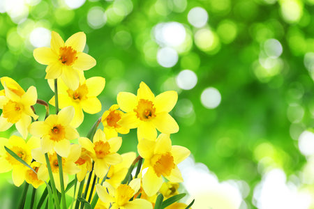 Beautiful blooming yellow daffodils outdoors on sunny day, space for textの写真素材