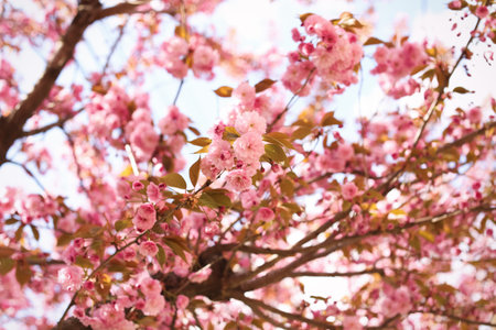 Delicate spring pink cherry blossoms on tree outdoorsの写真素材