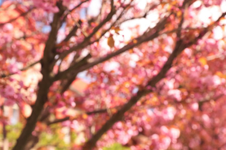 Blurred view of beautiful blossoming sakura tree outdoors. bokeh effectの写真素材