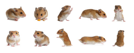 Set with cute funny hamsters on white background. banner designの写真素材